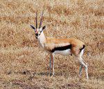 Thompsons Gazelle