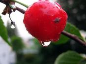 Very Vibrant Cherry