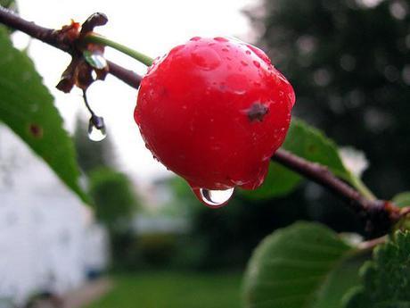 Cherry-Pie-Time