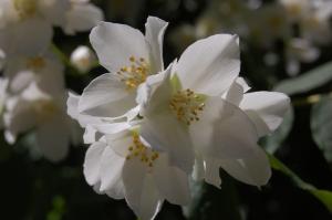 Philadelphus pubescens flower (26/05/2011, Prague)