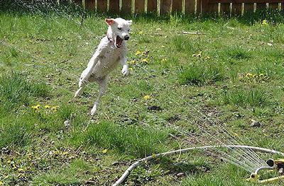 Dogs And Sprinklers
