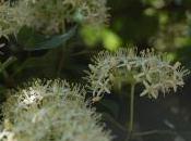 Plant Week: Viburnum Lantana