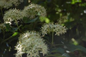 Viburnum lantana flower (26/05/2011)