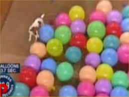 Dog Vs Balloons!