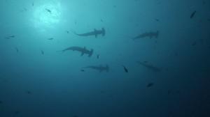 photo of hammerhead sharks