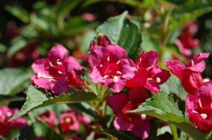 Weigela florida 'Bristol Ruby' flower (26/05/2011, Prague)