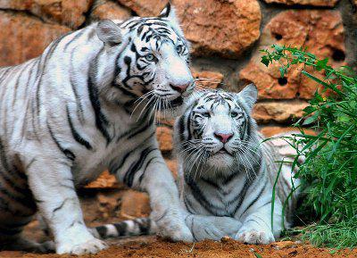 White Tiger Couple