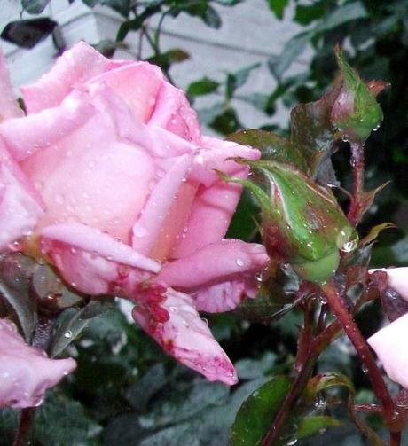 Raindrops on Roses, but not the post I really wanted to write