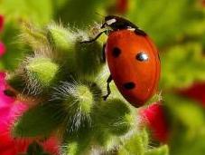 Manage Pests Naturally