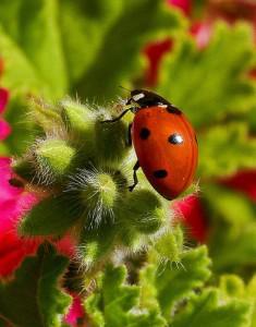 Using Integrated Pest Management to Manage Pests Naturally