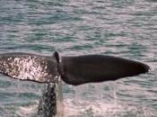 Featured Animal: Sperm Whale