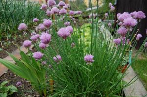 Allium schoenoprasum (28/05/2011, Vsetin)