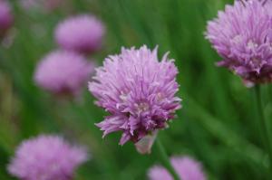 Allium schoenoprasum flower (28/05/2011, Vsetin)