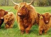 Featured Animal: Highland Cattle