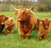 Highland Cattle