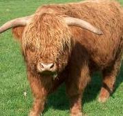 Highland Cattle