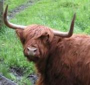 Highland Cattle