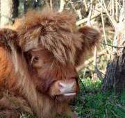 Highland Cattle