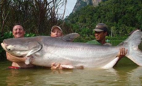 Welsh Fisherman Captures Giant Catfish