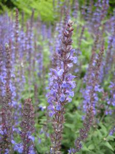 Salvia nemorosa flower (27/05/2011, Prague)