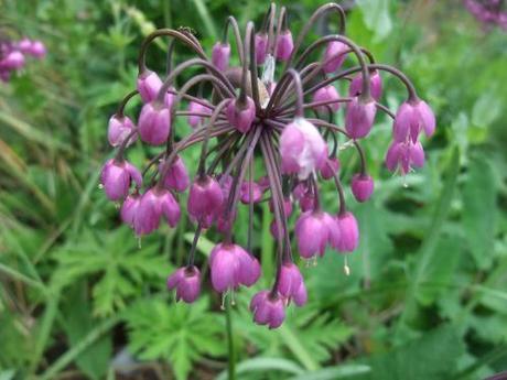 Allium cernuum