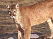 Featured Animal: Mountain Lion