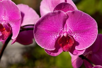 Orchid