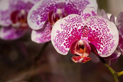 Orchid