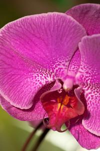 Orchid