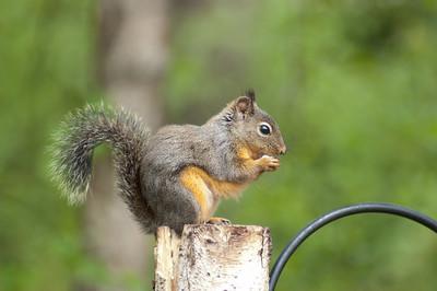 The Douglas Squirrel, American Red Squirrel