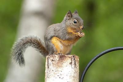 The Douglas Squirrel, American Red Squirrel