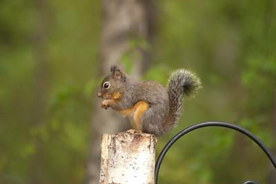 The Douglas Squirrel, American Red Squirrel