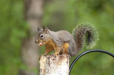 The Douglas Squirrel, American Red Squirrel