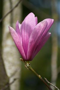 Magnolia