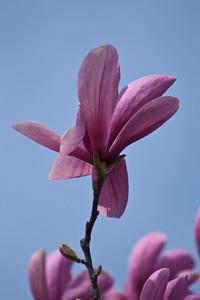 Magnolia