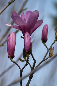 Magnolia