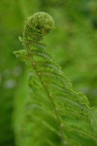 Matteuccia struthiopteris detail (28/05/2011, Vsetin)