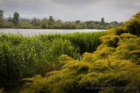 Photo - Duddingston Loch, Edinburgh