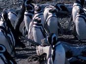 Patagonian Penguins