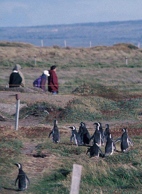 Patagonian Penguins