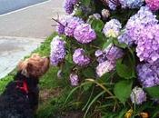 Taking Time Stop Smell Hydrangeas