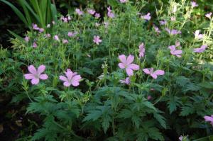 Geranium 'Wargrave Pink' (03/06/2011, London)