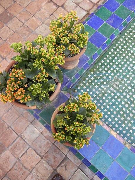 At the Jardin Majorelle/Friday