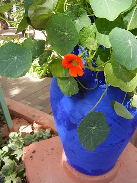 At the Jardin Majorelle/Friday