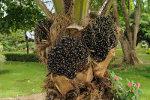 Oil Palm Fruit