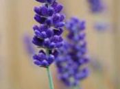 Plant Week: Lavandula Angustifolia ‘Hidcote Blue’