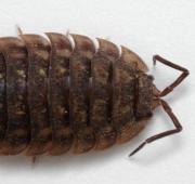 Woodlouse