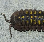 Woodlouse