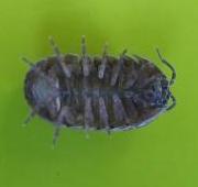 Woodlouse