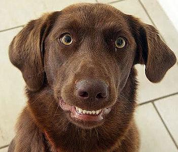 Dog Smiles